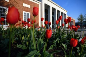 Red tulips in front of the Milton S. Eisenhower library.
